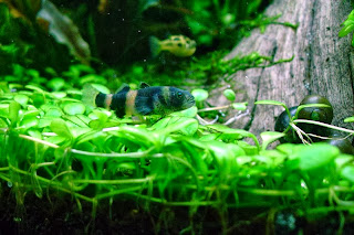 bumblebee goby aquarium