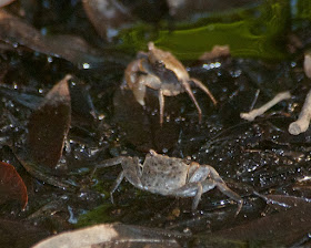 Marsh Crab (Sesarma reticulatum) 