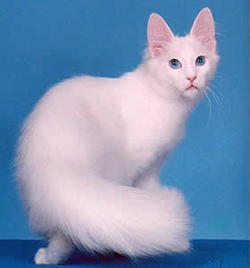 turkish angora information pet cats photo