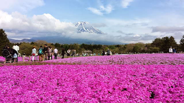 芝桜