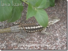 Galapagos Lava Lizard or maybe Leaf Toed Gecko