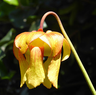 Saracennia plants in Leslie Harris' garden