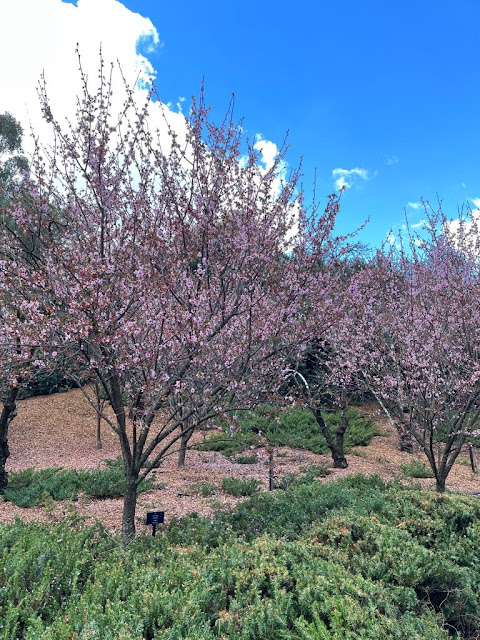 FOLLOWING CHERRY BLOSSOM TRAIL IN AUBURN BOTANIC GARDENS