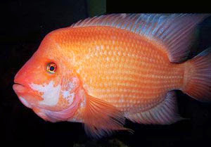 ikan cichlid paling agresif