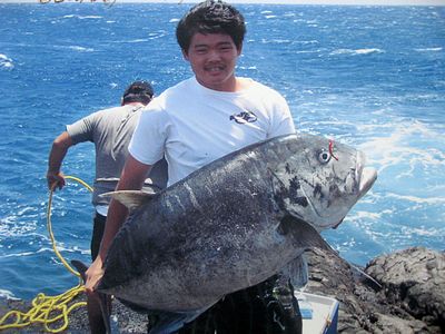 Ulua (Giant Trevally) about to devour a moray eel tail, a favorite bait  among Ulua fishermen in Hawaii. The hook, slide, Bimini twist and