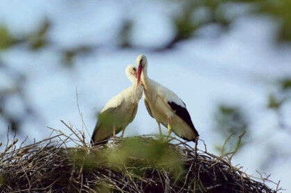 This Stork Travels 14,500km Each Year To See His Partner That Can't Fly