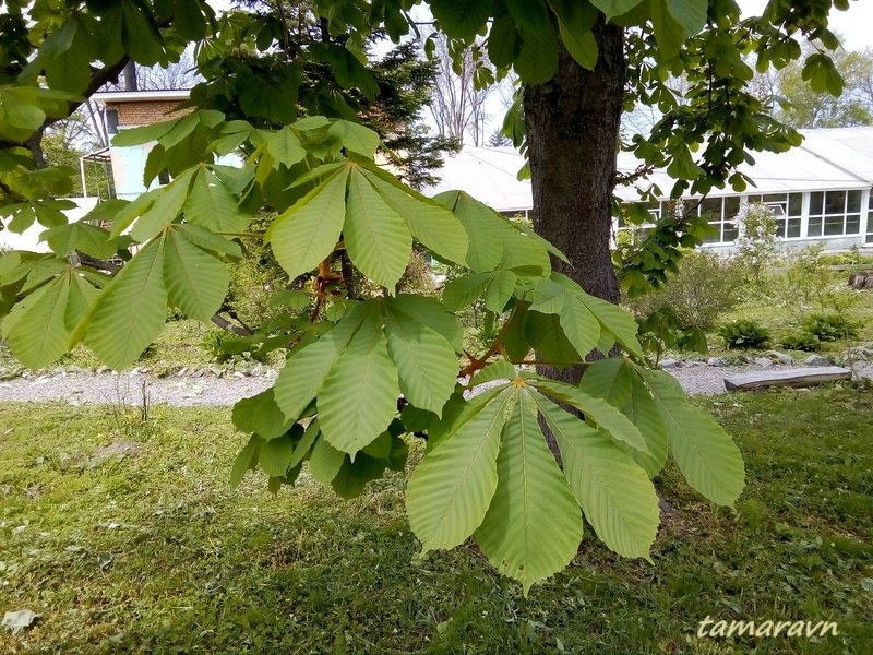 Конский каштан обыкновенный (Aesculus hippocastanum)