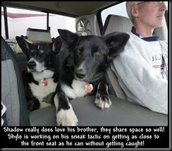 Shadow really does love his brother, they share space so well!<br />  Shylo is working on his sneak tactic on getting as close to <br />        the front seat as he can without getting caught!