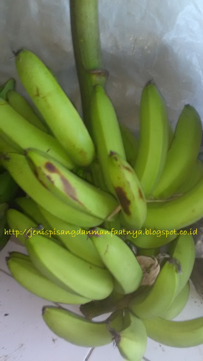 Jenis Pisang Hijau Atau Pisang Yang Warna Kulitnya Hijau 