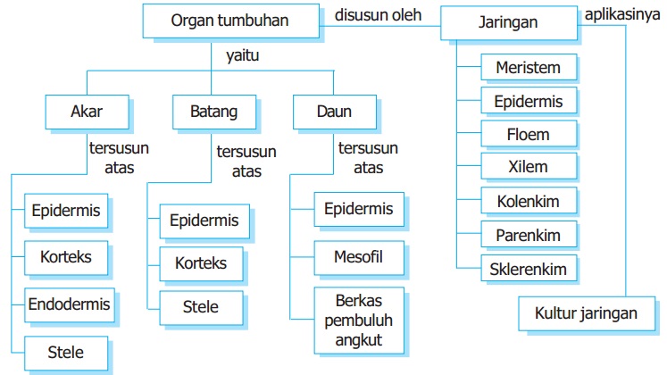 BIOLOGI SMA Peta Konsep Jaringan  Tumbuhan 