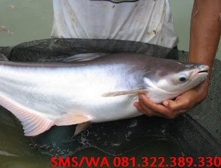 Essen Oplosan Untuk Harian Ikan Patin