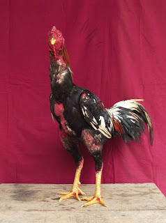 <img src="https://topbreeding.blogspot.com/2018/03/spesialis-ternak-ayam-aduan-modern.html/image/Spesialis ternak ayam aduan modern3.jpg" alt="StockIndex">