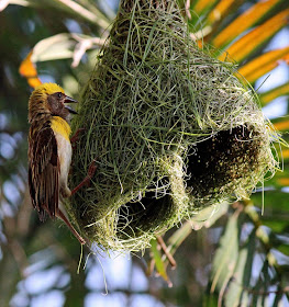 an Indian weaver bird
