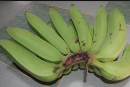 Benefits of banana Jackfruit are staggering