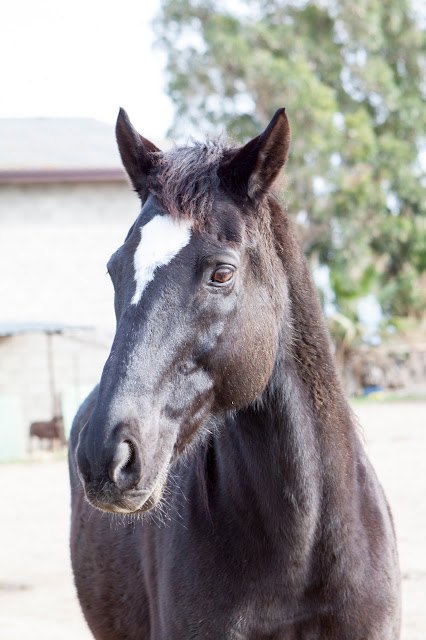 Cavallo-Agriturismo il Giglio a Massama