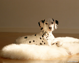 Dalmatians Wallpapers