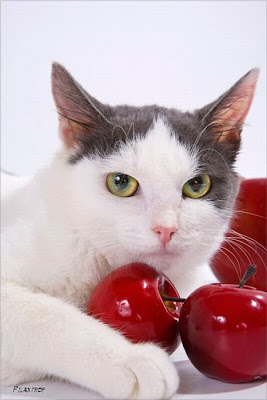 Amazing Cat Transformation Seen On www.coolpicturegallery.us