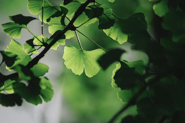 Types of Medicinal Plants