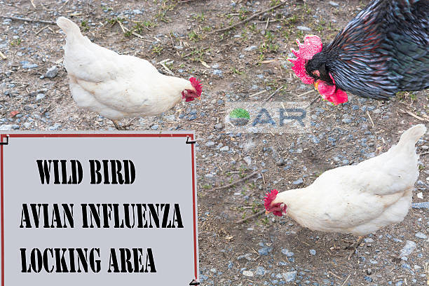 A sign warns about the avian influenza