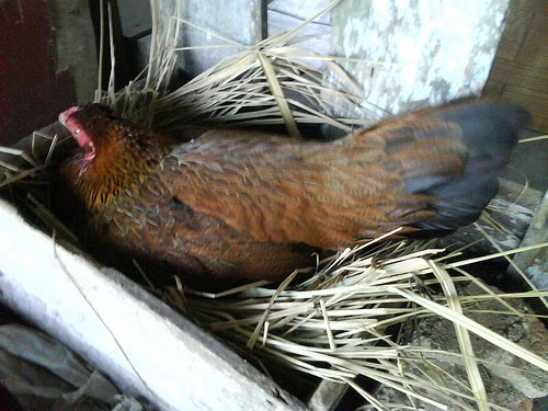 Meningkatkan Produksi Telur Ayam Kampung Peternakan 