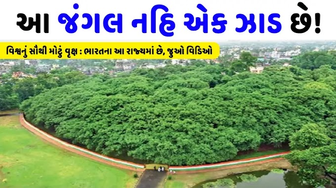 વિશ્વનું સૌથી મોટું વૃક્ષ ભારતના આ રાજ્યમાં આવેલું છે