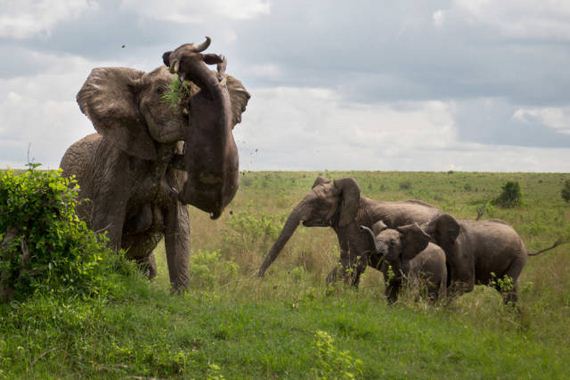 elephant vs wildebeest