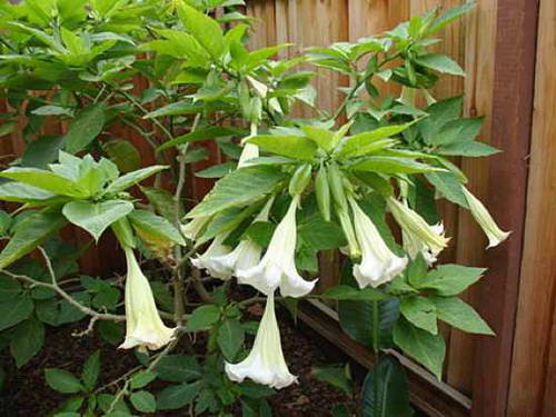 angels trumpets