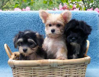 Shih Mo puppies