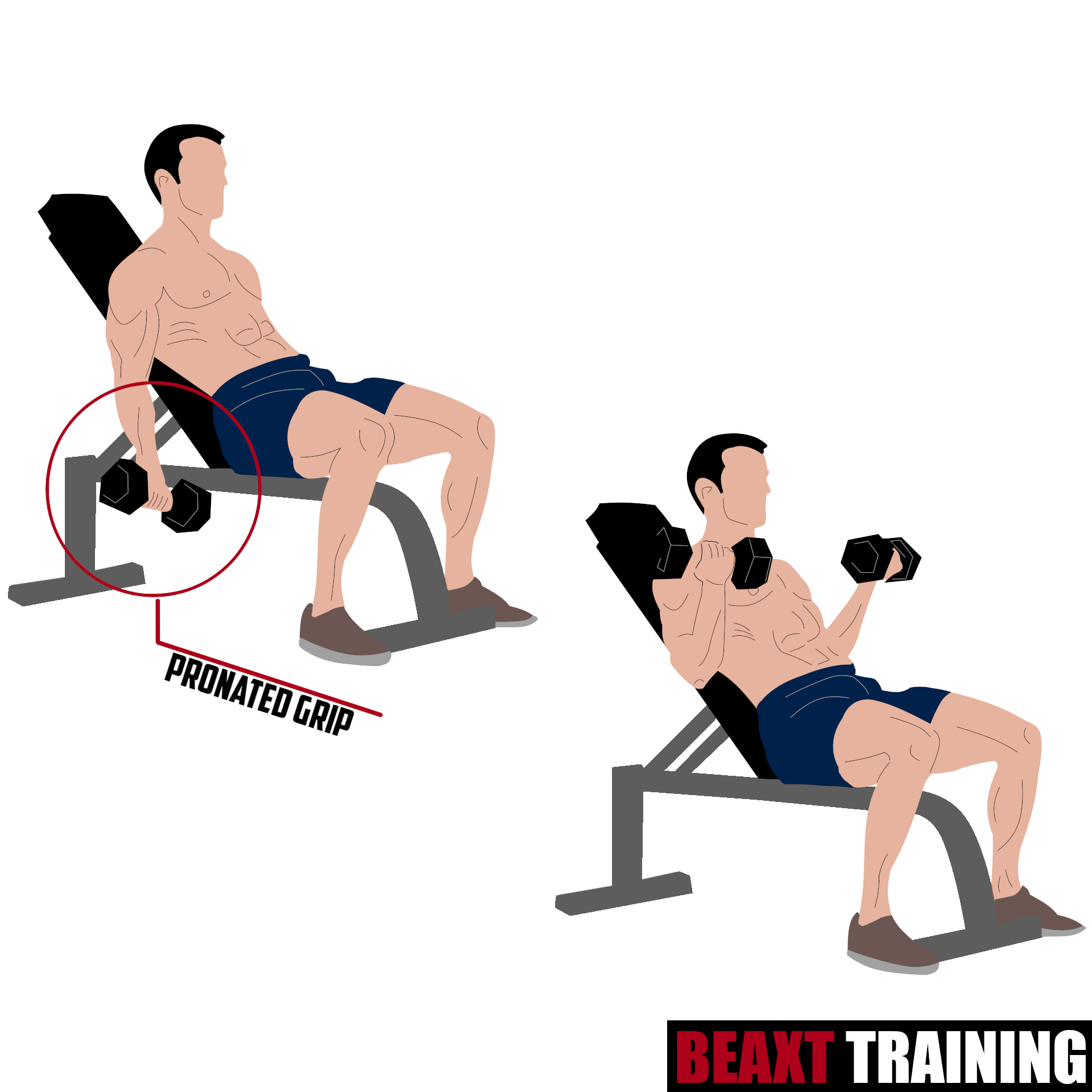 Incline Dumbbell Stretch Curls - Get Big Arms fast in 30 Days