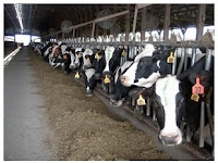 best diet for dairy cows