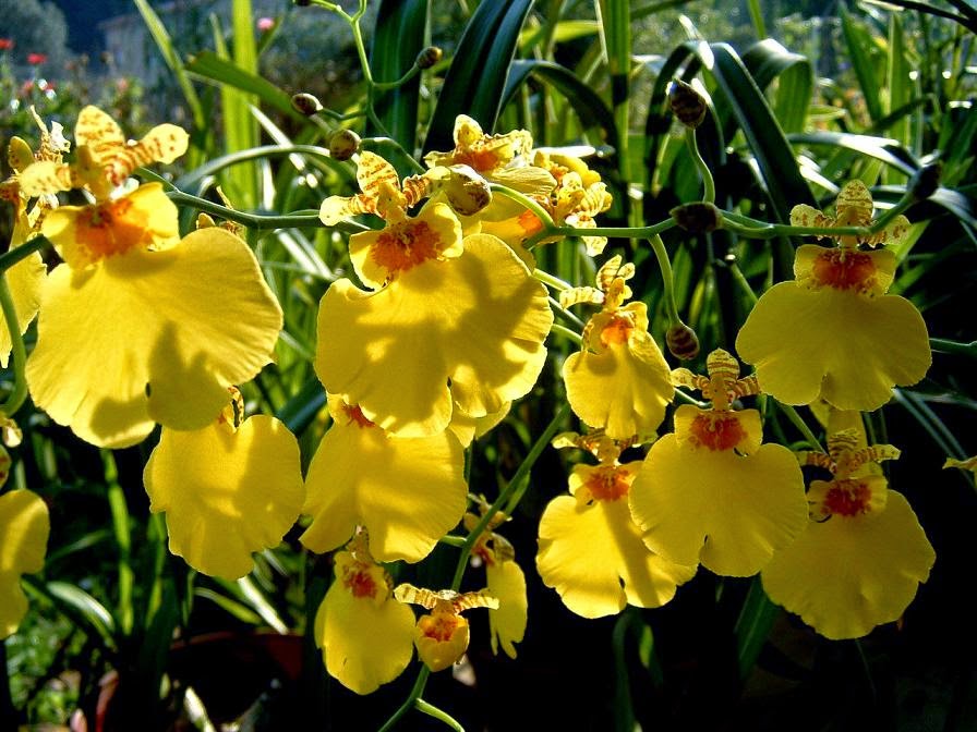 cuidados oncidium varicosum