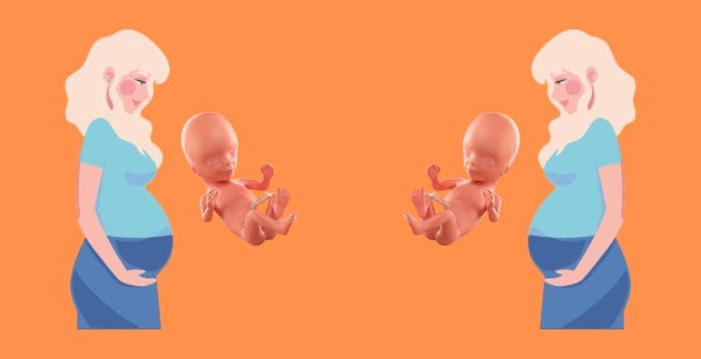 గర్భం 14వ వారం: శిశువు అభివృద్ధి | 14th week of pregnancy: Baby's development