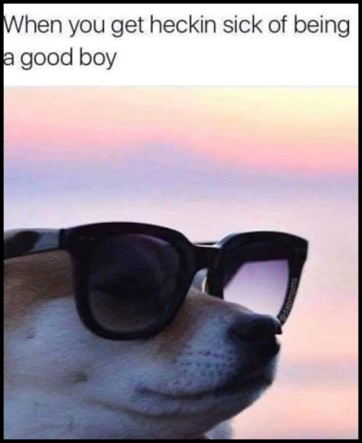 Doggo Memes