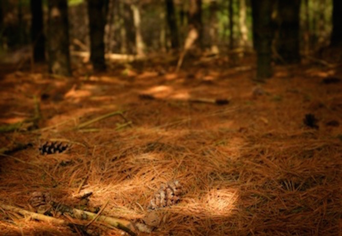 Thin Soil - Boreal Forest - eLecturepk