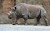 Dopo 40 anni i rinoceronti sono tornati in Mozambico