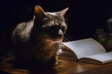 Kucing hewan nokturnal