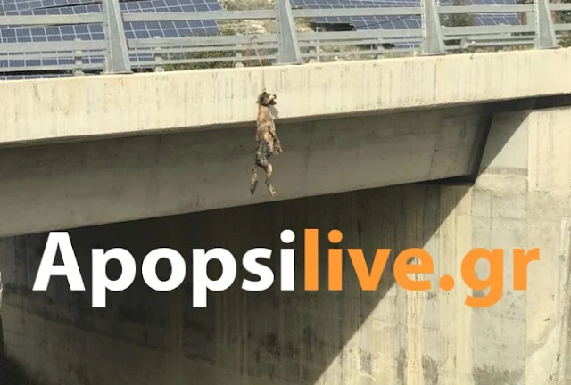 Απίστευτο: Κρέμασαν σκύλο σε γέφυρα στον καινούριο δρόμο Μεσαρά – Ηράκλειο