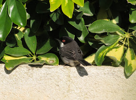 Sardinian Warbler - Mallorca