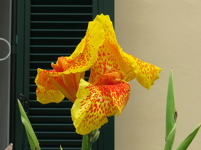 Iris, Via Corazzi, Livorno