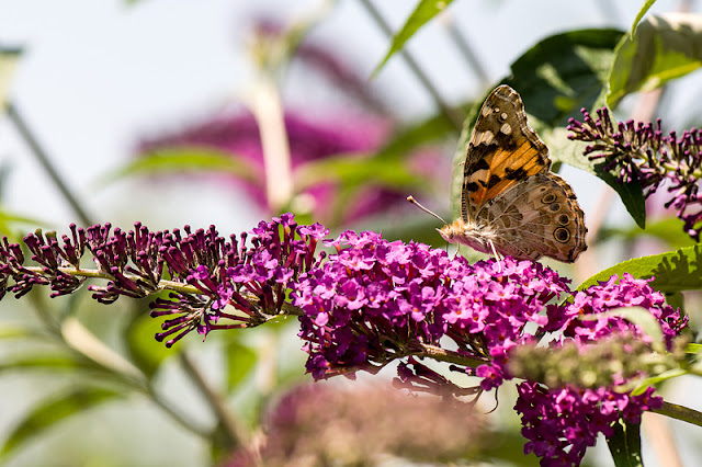 Vanessa cardui Osatnik pozira med nabiranjem medu