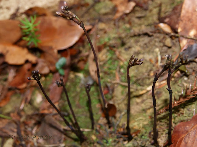 Lecanorchis japonica