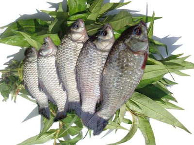 Nấu món canh cá diếc với rau răm bổ đủ thứ