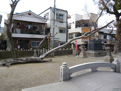 野里住吉神社の凄い木