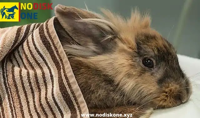 Common Health Problems In Rabbits