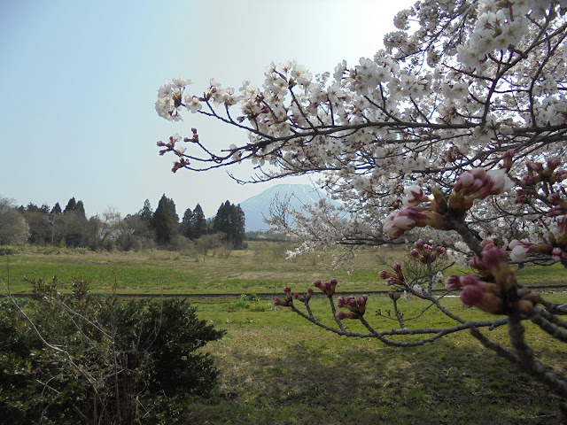 藍野公民館隣の公園のソメイヨシノ桜と春の大山