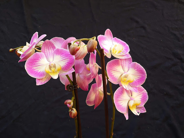 Phalaenopsis-hybrid i full blomst