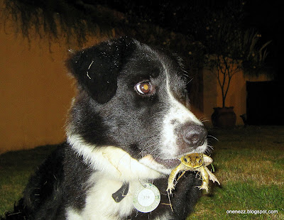 dog with toad in mouth