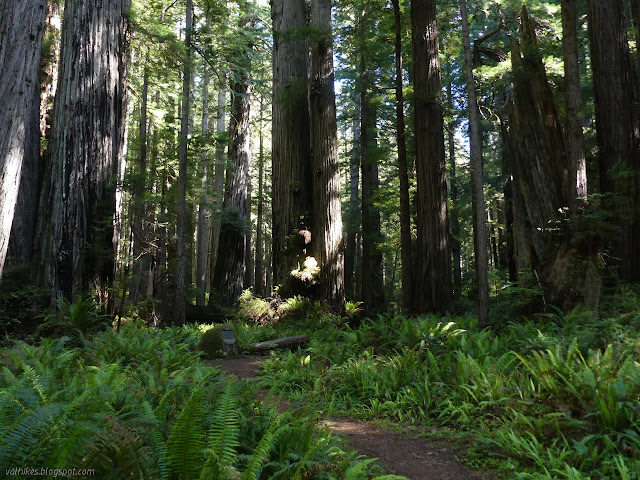 more big trees around a plaque