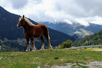 Imagen hermosa de un caballo de la Cerdanya en el Valle  de Camprodon. Set Cases