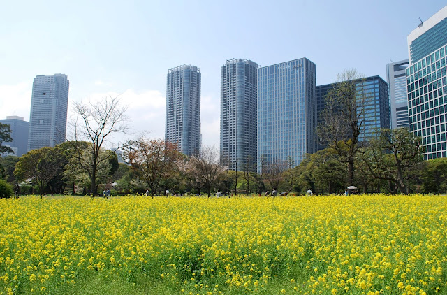 The Intercontinental Gardener Hama Rikyu Gardens A Breathing Space In Central Tokyo